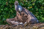 0859-griffon vulture