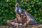 0860-griffon vulture