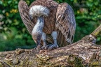 0861-griffon vulture
