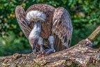 0862-griffon vulture