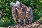 0863-griffon vulture
