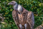 0864-griffon vulture