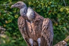 0865-griffon vulture