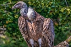 0866-griffon vulture