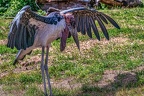 0884-african marabou