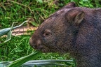 0899-bare nose wombat
