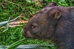 0900-bare nose wombat