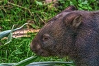 0902-bare nose wombat