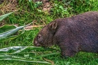 0904-bare nose wombat