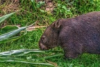 0905-bare nose wombat