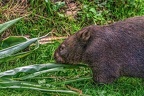 0907-bare nose wombat