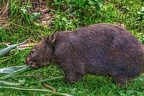 0909-bare nose wombat