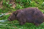 0910-bare nose wombat