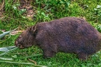 0911-bare nose wombat