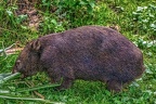 0914-bare nose wombat