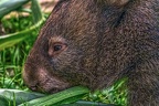 0915-bare nose wombat