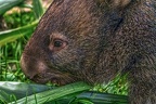 0916-bare nose wombat