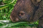 0917-bare nose wombat