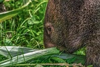 0918-bare nose wombat