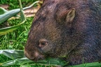 0920-bare nose wombat