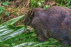 0921-bare nose wombat