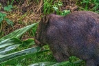 0923-bare nose wombat