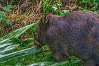 0924-bare nose wombat