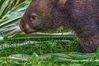 0927-bare nose wombat