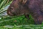 0928-bare nose wombat