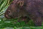 0929-bare nose wombat