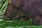 0930-bare nose wombat