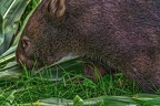 0932-bare nose wombat
