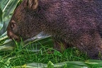 0933-bare nose wombat