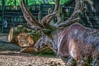 0935-reindeer