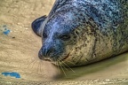 0937-california sea lion