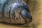 0964-california sea lion