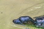 0985-california sea lion