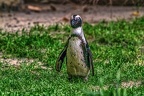 0991-spectacled penguin