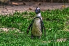 0992-spectacled penguin