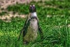 0995-spectacled penguin