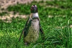 0996-spectacled penguin