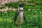 0998-spectacled penguin