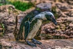 0999-spectacled penguin