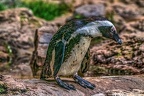 1000-spectacled penguin
