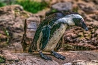 1001-spectacled penguin