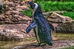 1014-spectacled penguin