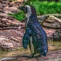 1015-spectacled penguin