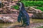 1015-spectacled penguin