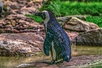 1016-spectacled penguin