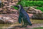1017-spectacled penguin